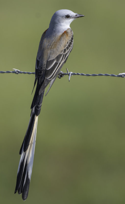Scissor-tailed Flycatcher