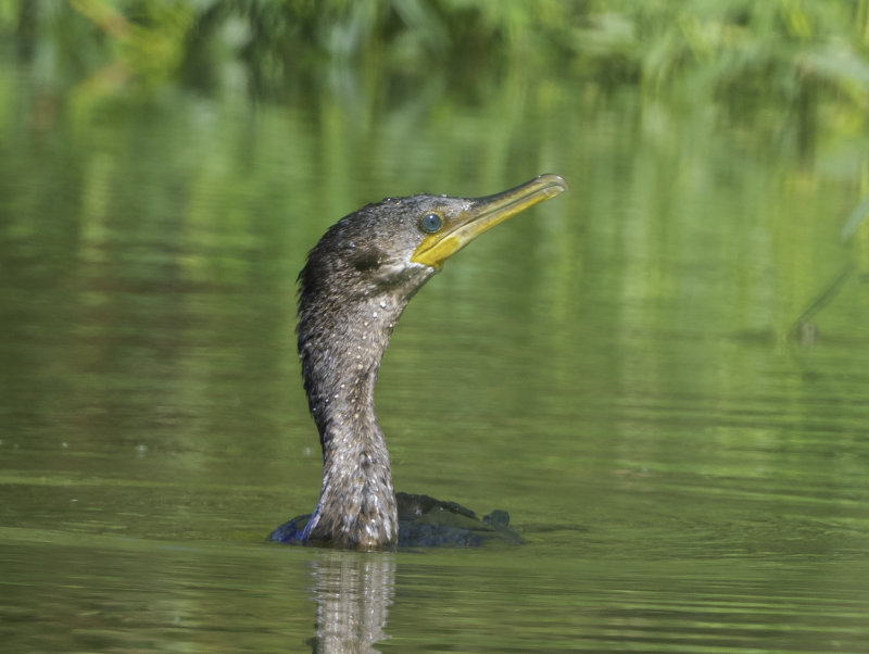 Double-crested Cormorant
