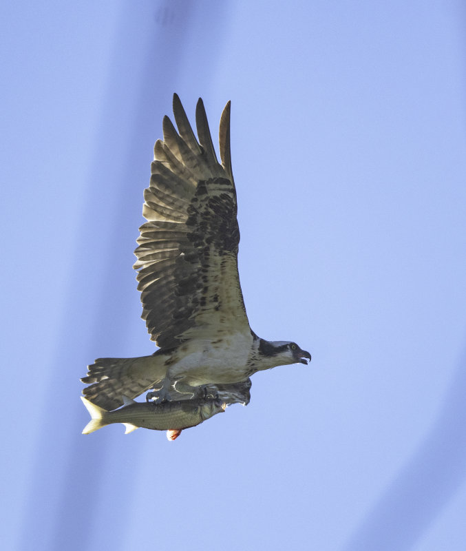 Osprey