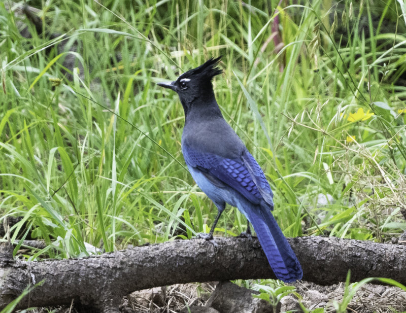 Stellers Jay