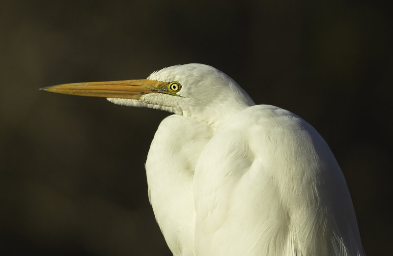 Nonbreeding Great Egret