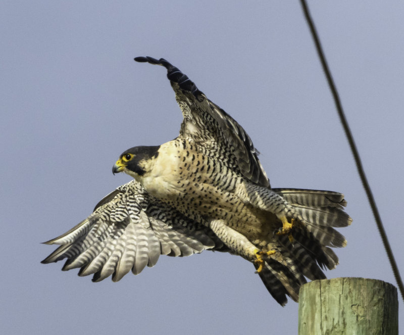 Peregrine Falcon