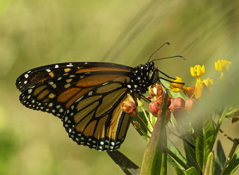 Monarch