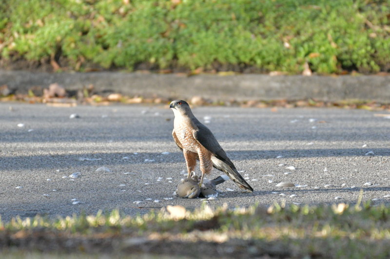 Coopers Hawk