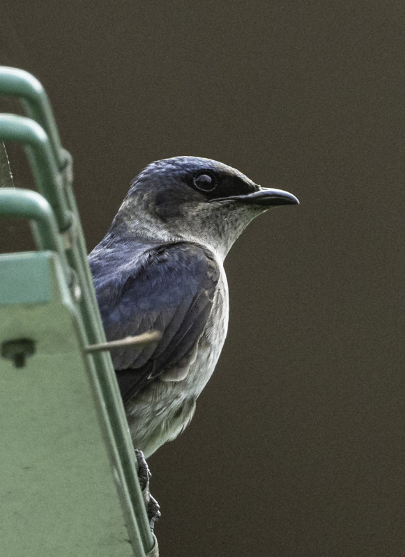 Purple Martin