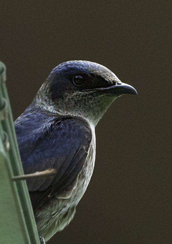 Purple Martin