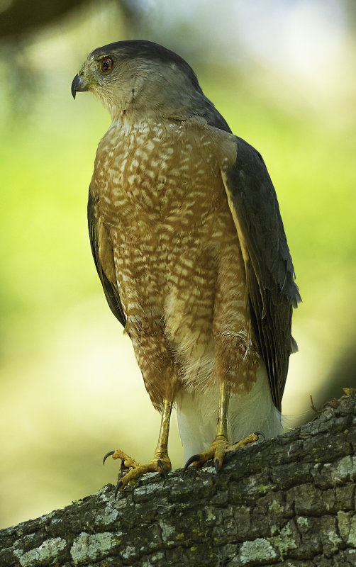 Coopers Hawk