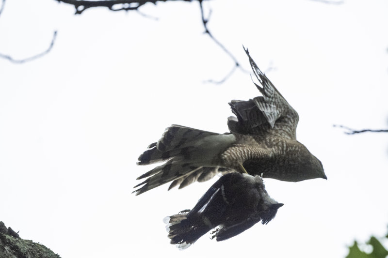 Coopers Hawk / Blue Jay