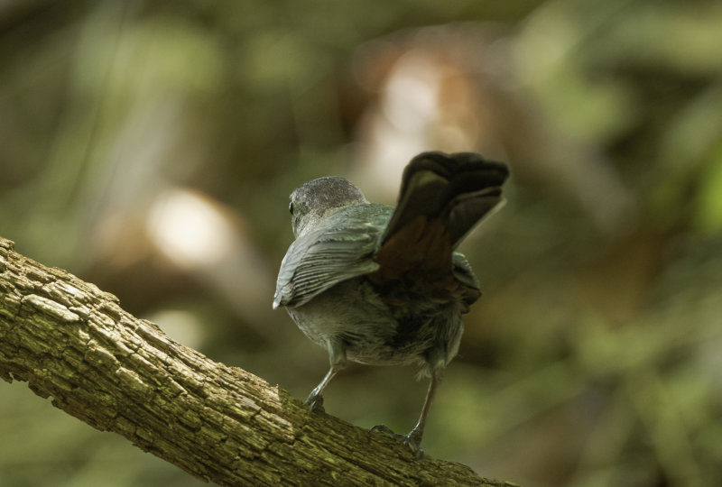 Gray Catbird