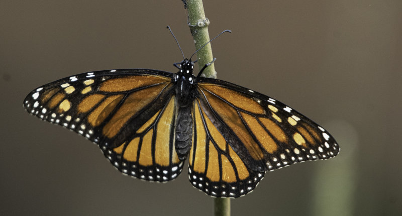 Monarch