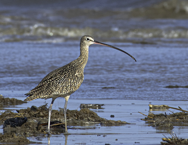 Long-billed Curlew