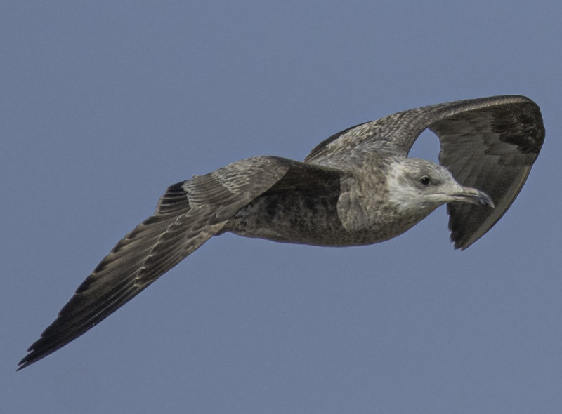 DSC_6338.jpg