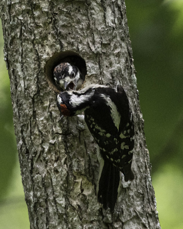 Downy Woodpecker