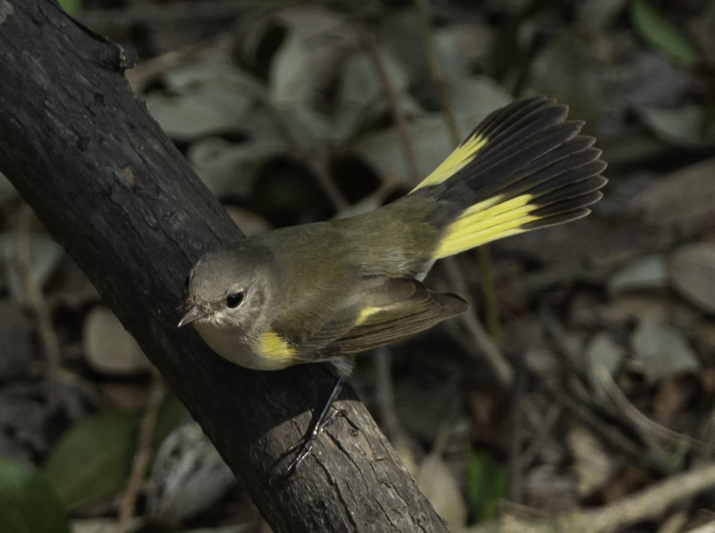 American Redstart