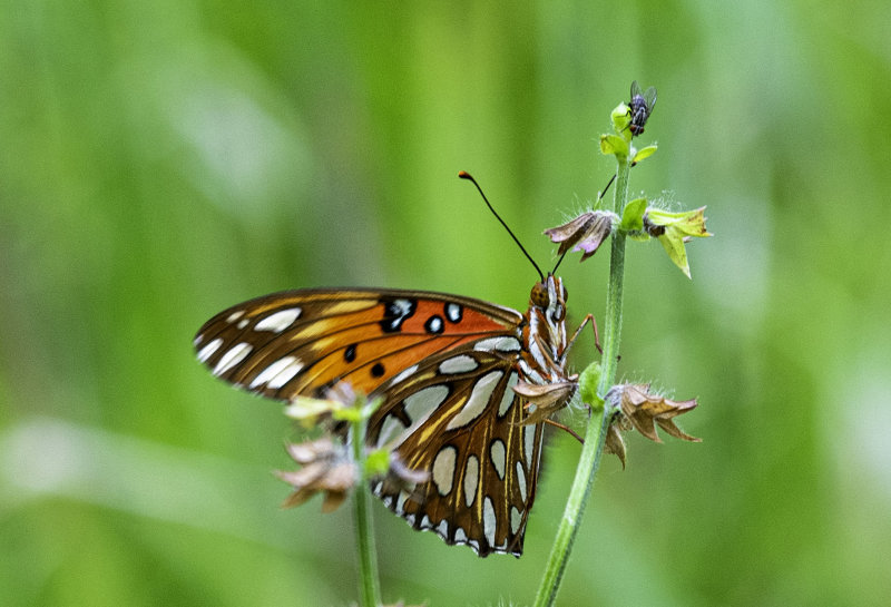 Gulf Fritillary