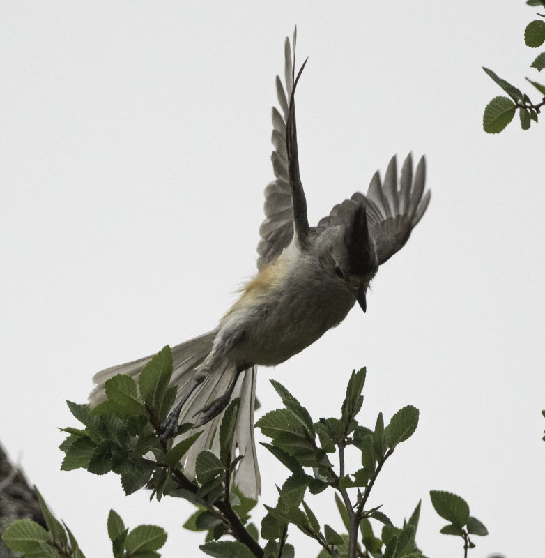 Black-crested Titmouse
