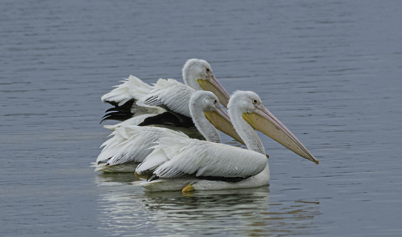 American White Pelican