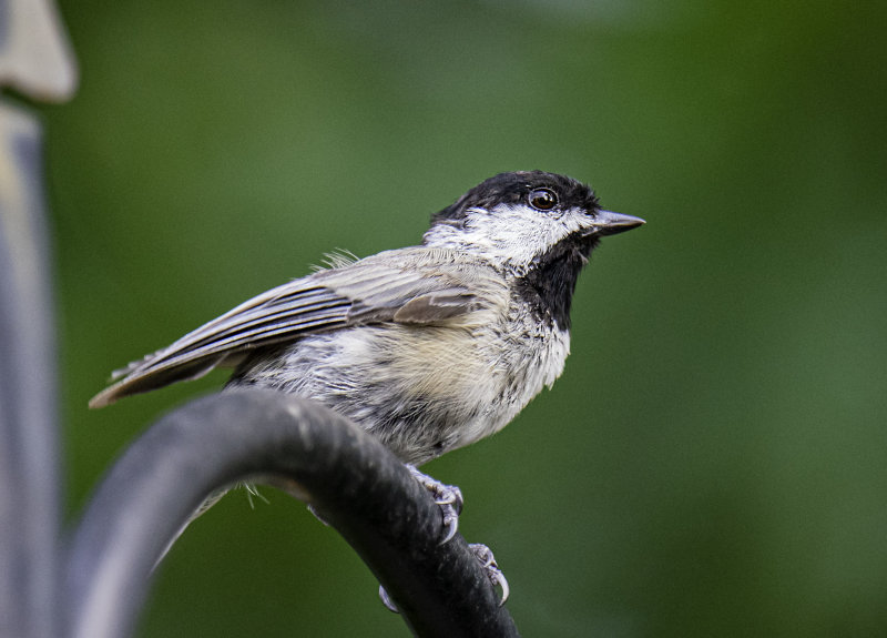 Carolina Chickadee