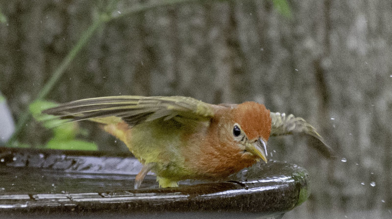 FJS_4230-Edit.jpg
