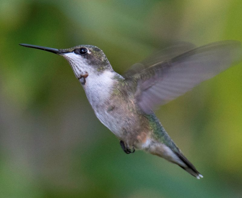 Ruby-throated Hummingbird