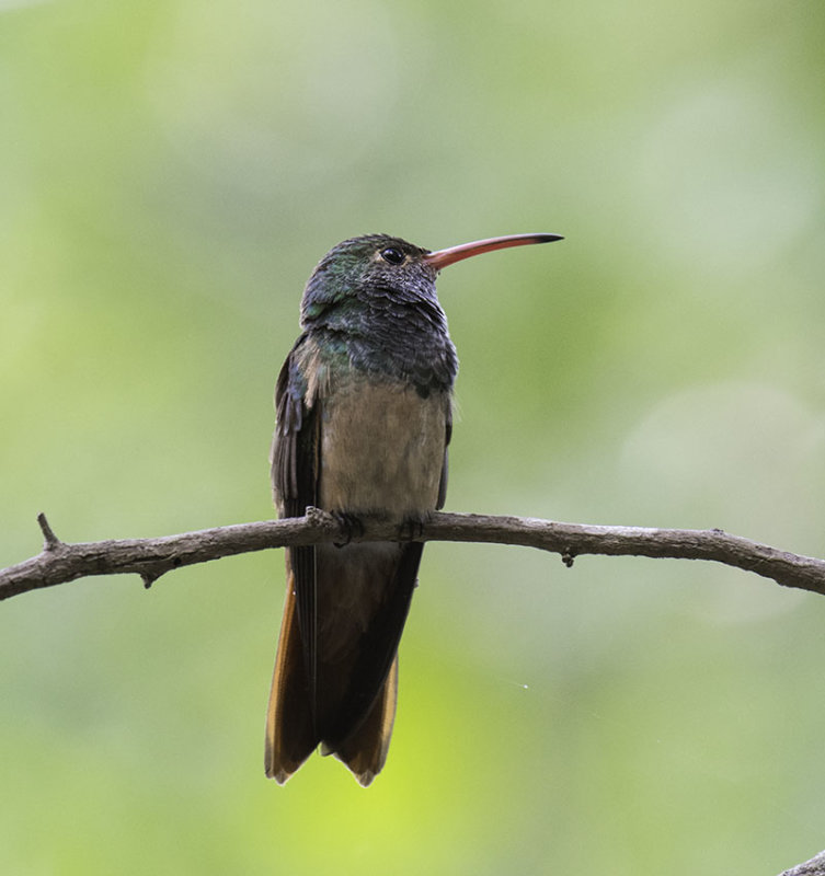 DSC_5545-2.jpg