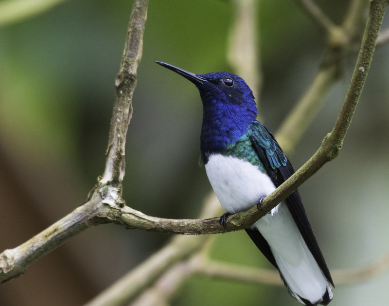 White-necked Jacobin