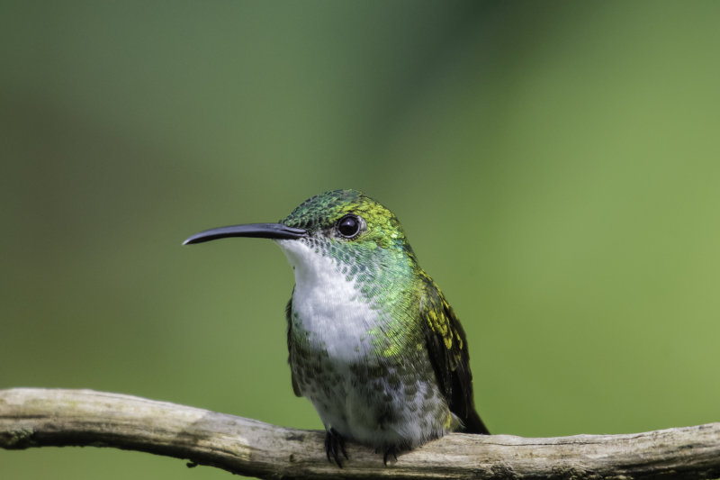 White-chested Emerald