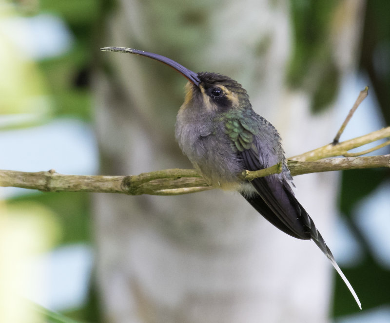 Green Hermit     Female