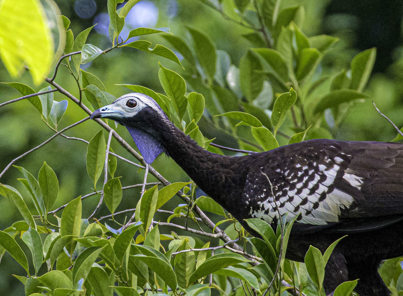 Trinidad Piping-Guan