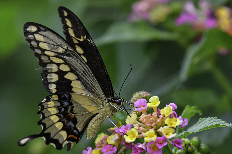 Giant Swallowtail