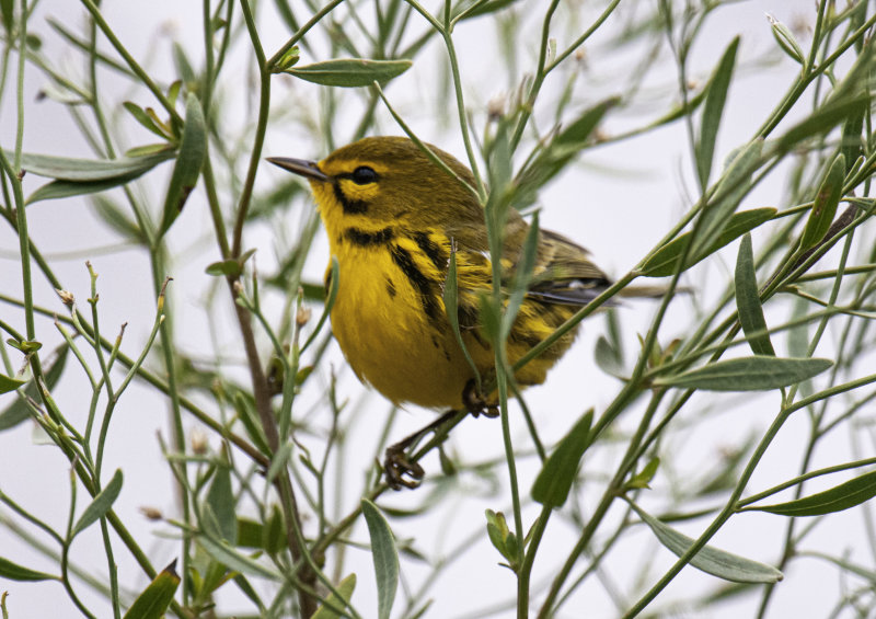 Prairie  Warbler