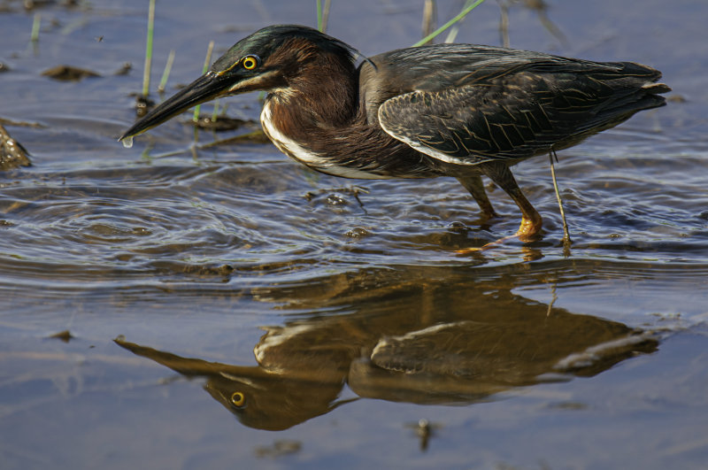 Green Heron