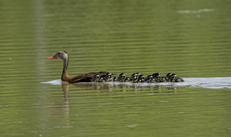 Black-bellied Whistling-Duck