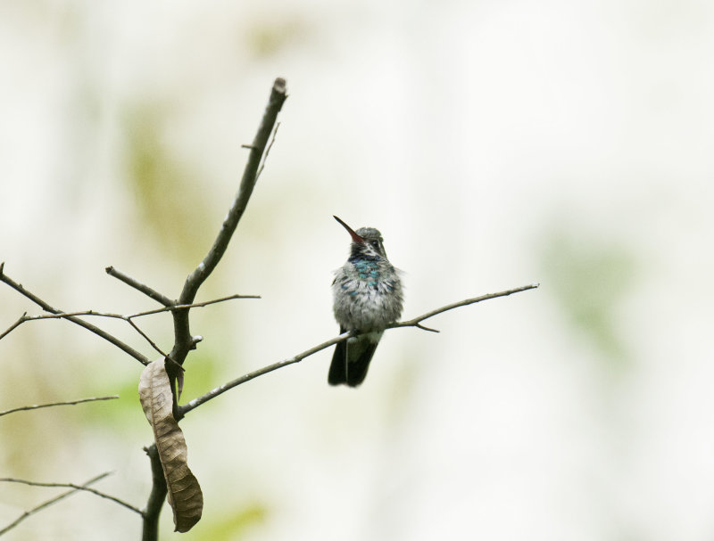 Broad-Billed Hummingbird   immature male