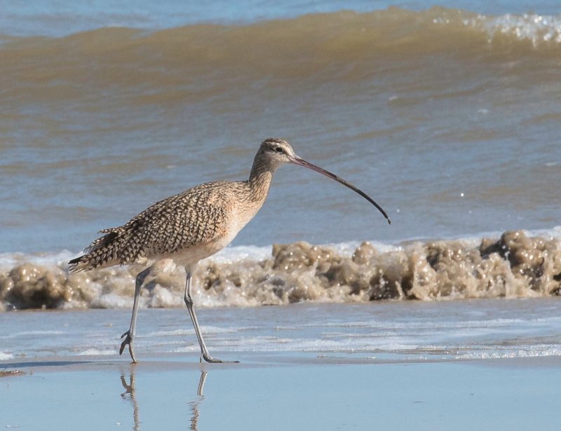 Long-billed Curlew