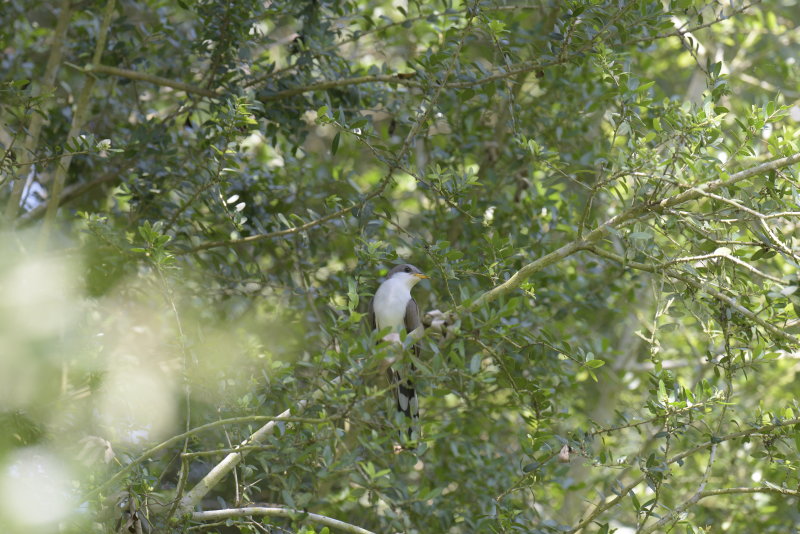 Yellow-billed Cuckoo