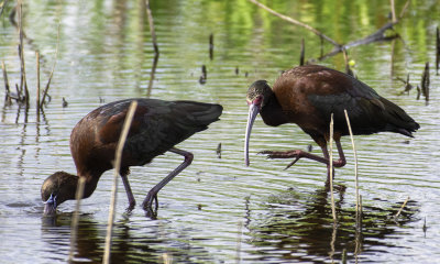 Glossy Ibis / White-faced Ibis