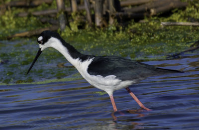 Black-necked Stilt