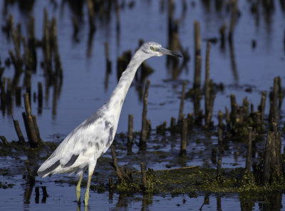 Little Blue Heron molting immature