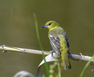 Orchard Oriole Female