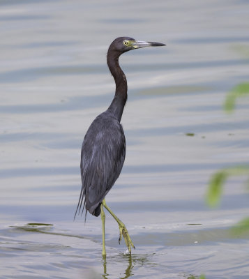 Little Blue Heron