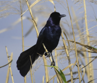 Boat-tailed Grackle