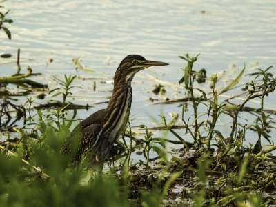 Green Heron  juvenile