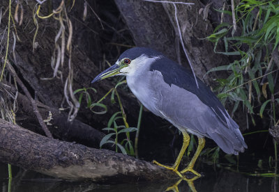 Black-crowned Night-Heron  2nd spring