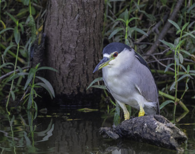 Black-crowned Night-Heron  2nd spring