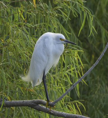 Little Egret  breeding adult