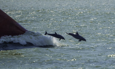 Bottlenose Dolphin 