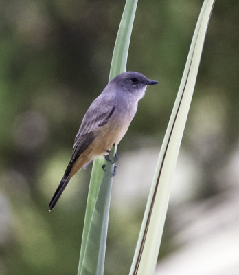 Vermilion Flycatcher, Female