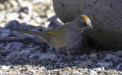 Green-Tailed Towhee