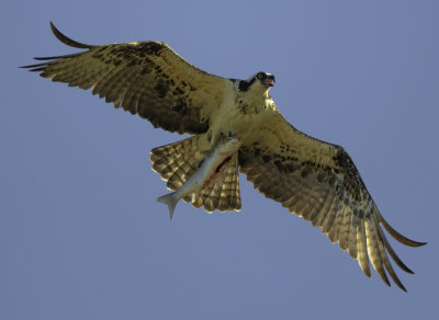 Osprey